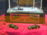 thm_P8151599.gif