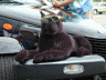 thm_P8172018.gif