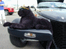 thm_P8172020.gif